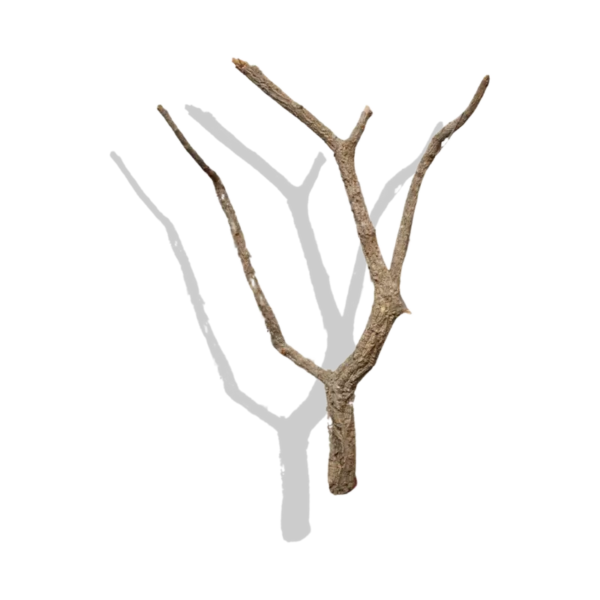 Cork Bark Branches (Sellers Choice)