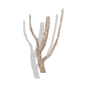 Cork Bark Branches (Customizable)