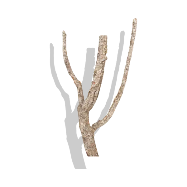 Cork Bark Branches (Customizable)