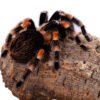 Single Cork Bark Rounds (Customizable)