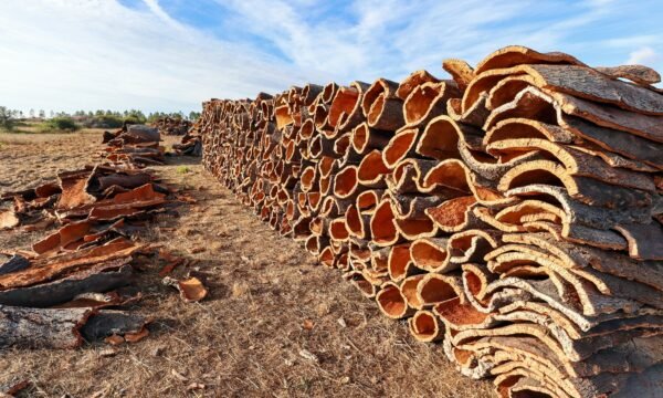Cork Bark Mixed Flats & Rounds (Sellers Choice)